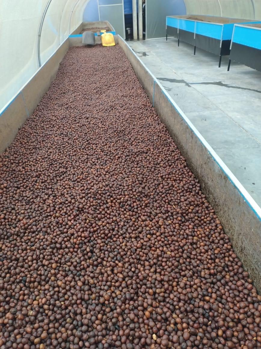 Cerejas em túnel