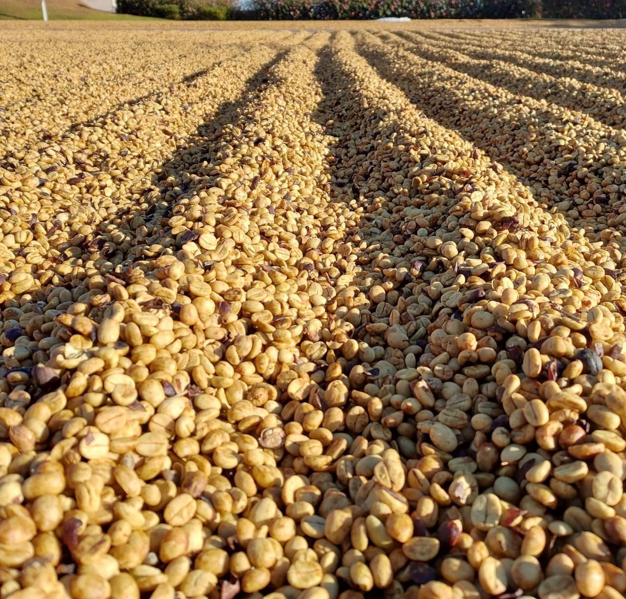 Saca 1.000kg
