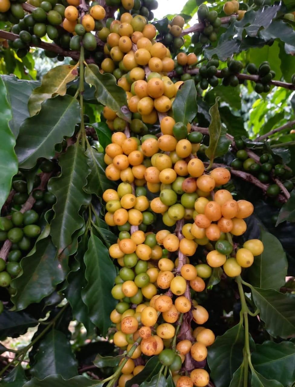 Cerejas espalhadas