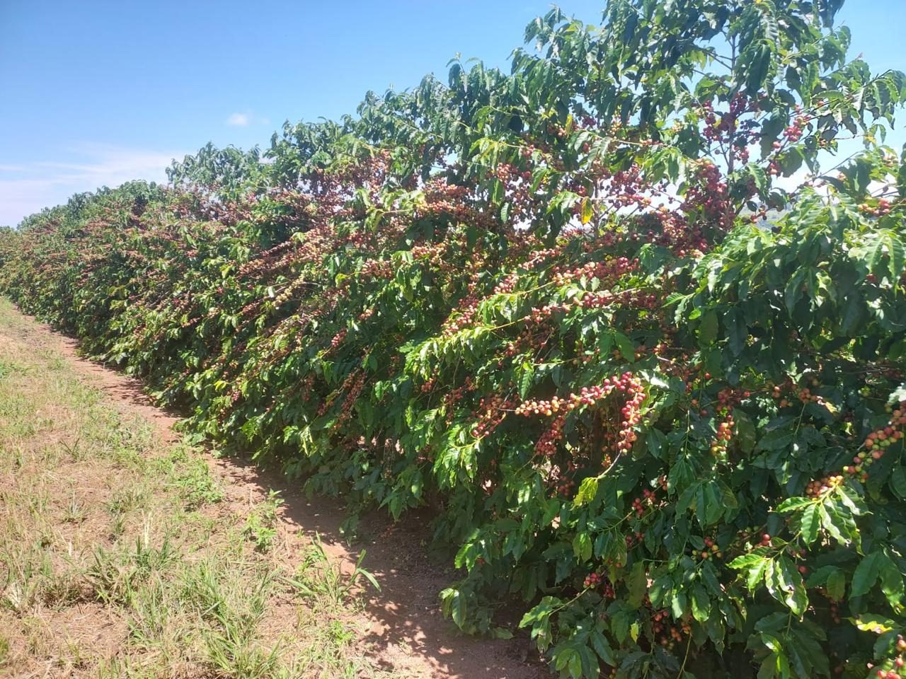 Terreiro com cerejas