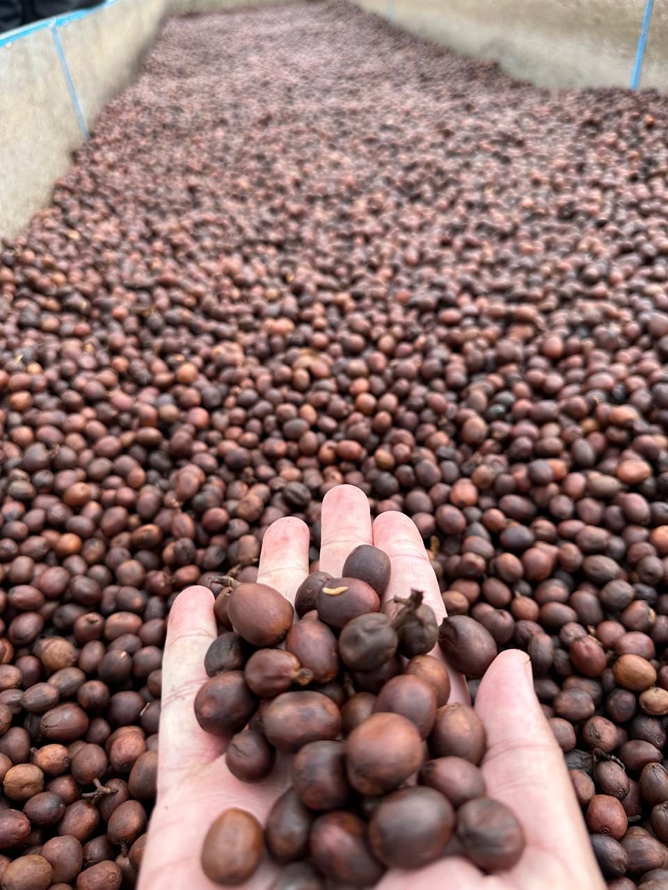 Cerejas na mão