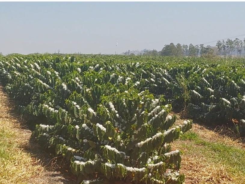 Lavoura em linha · Sul de Minas