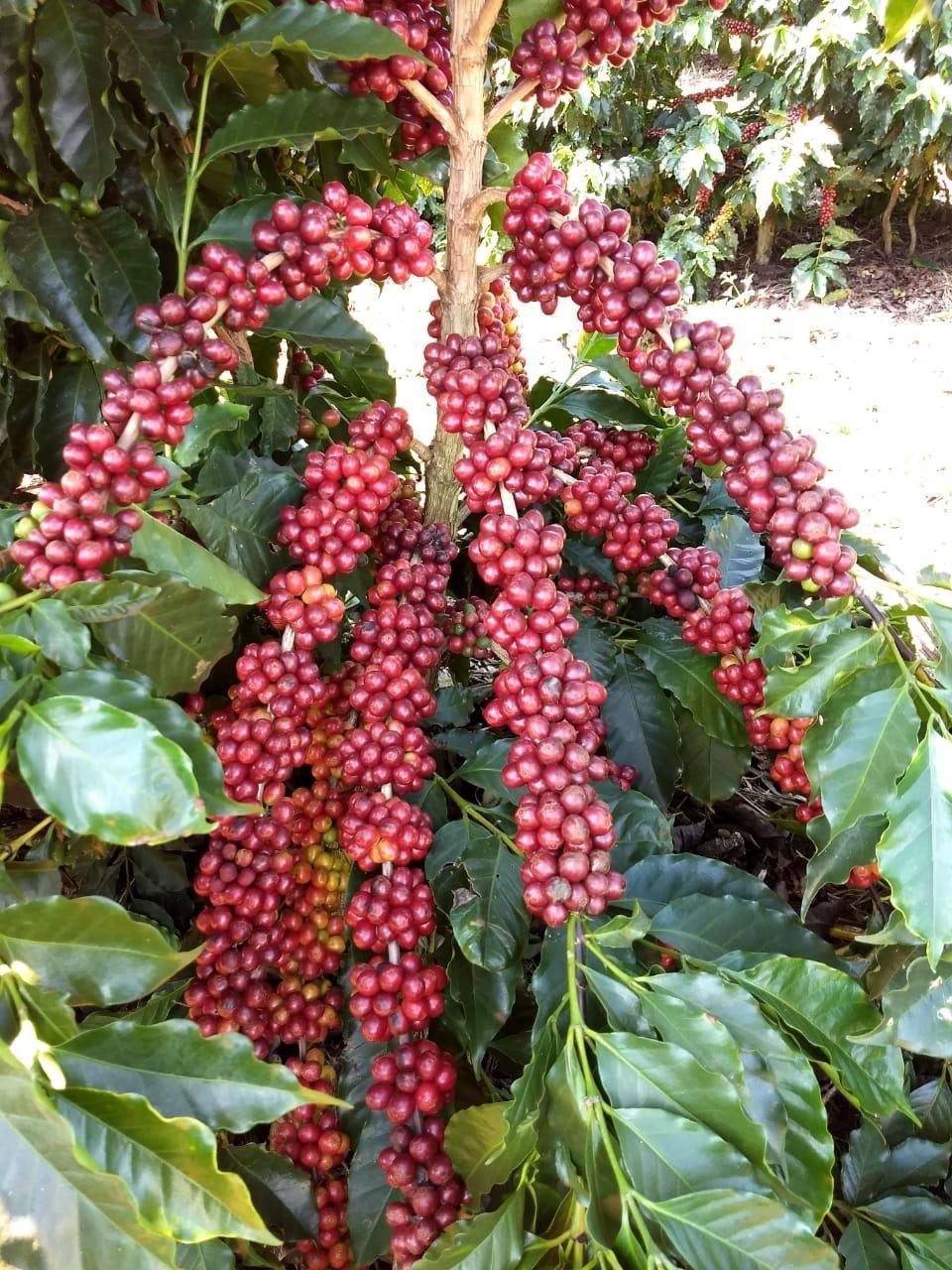 Cerejas premium