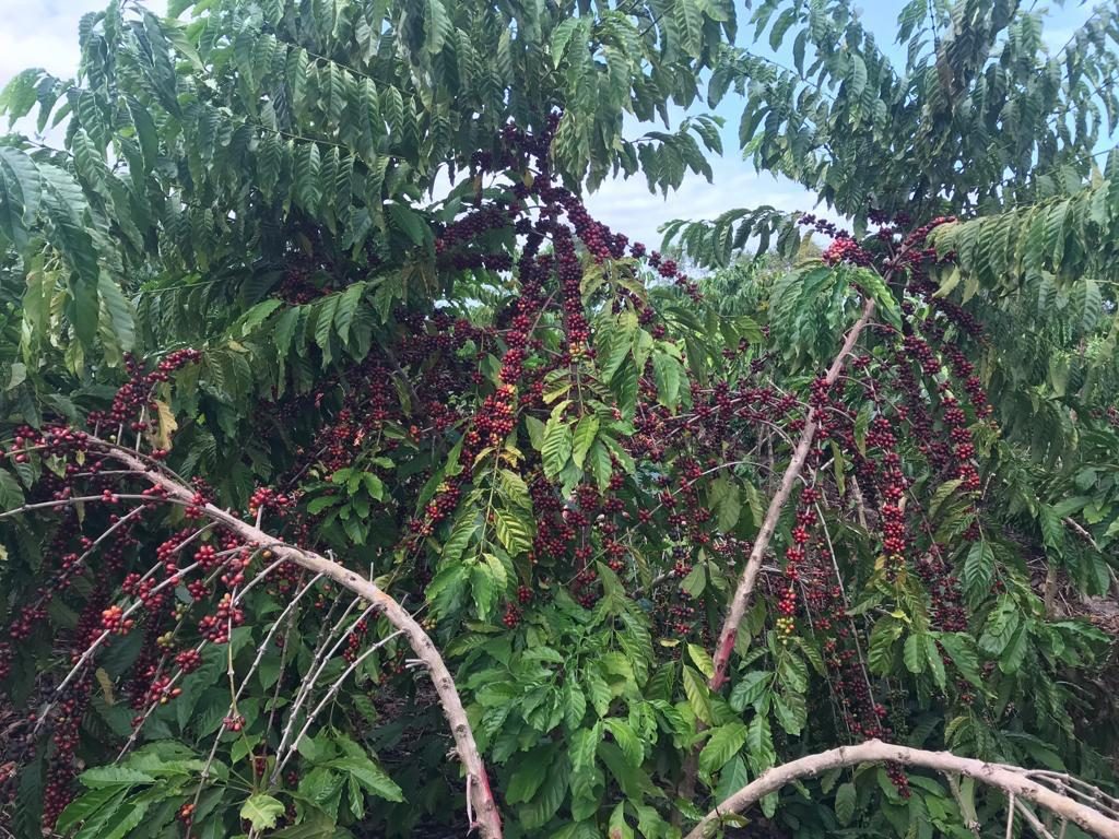 Manejo agronômico