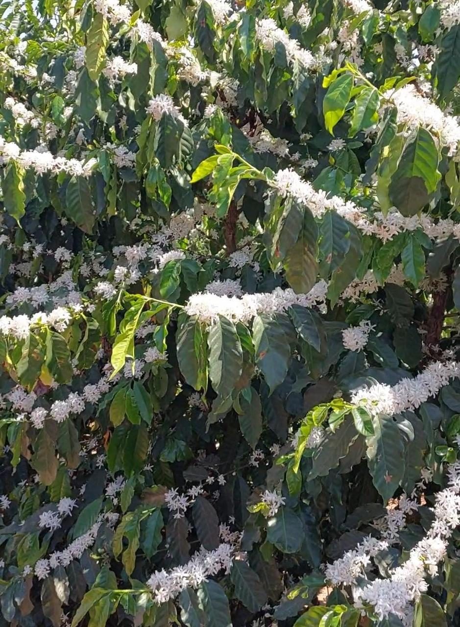 Cerejas em transição