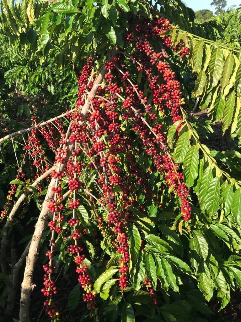 Cerejas em formação