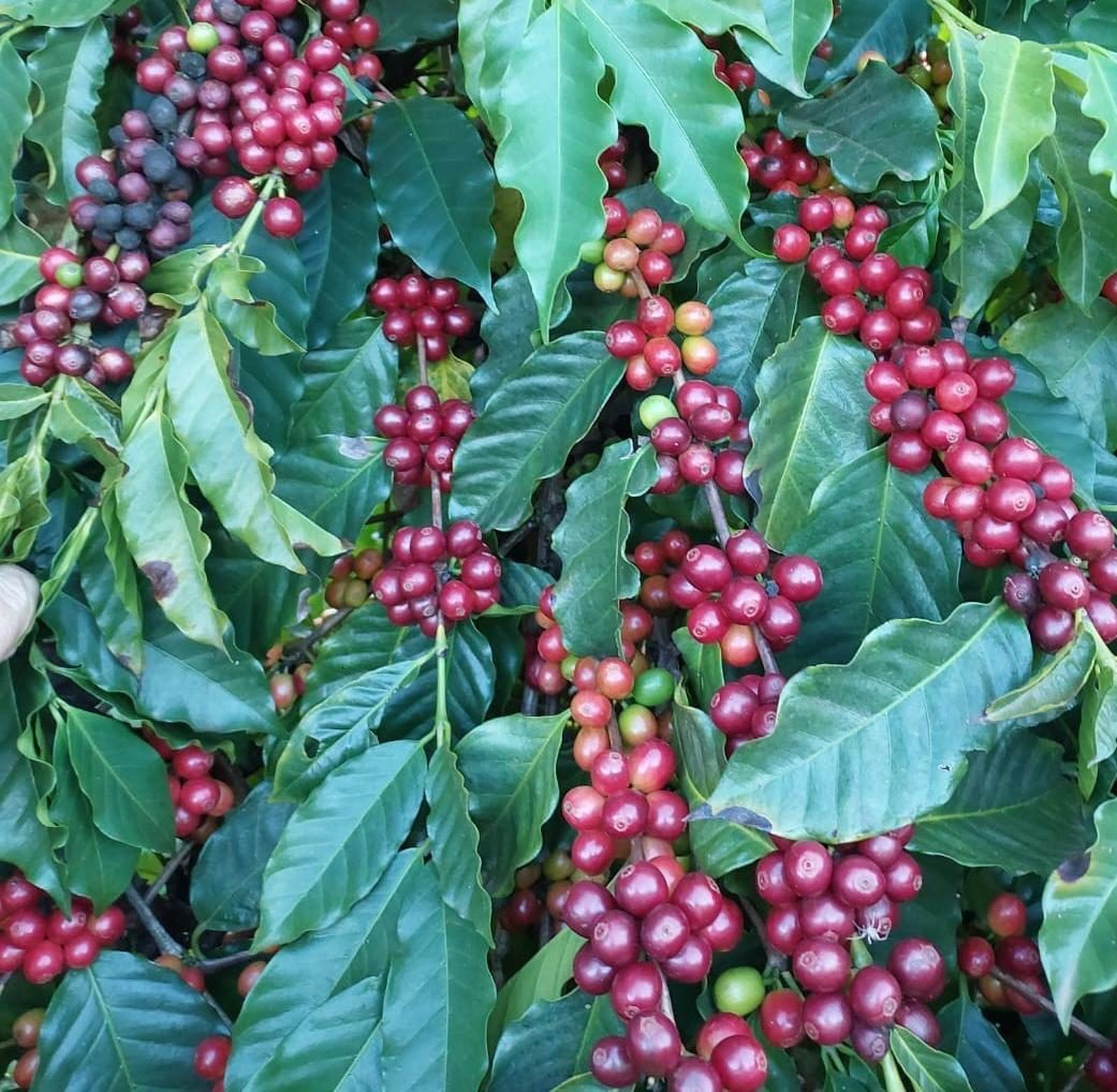 Cerejas amarelas