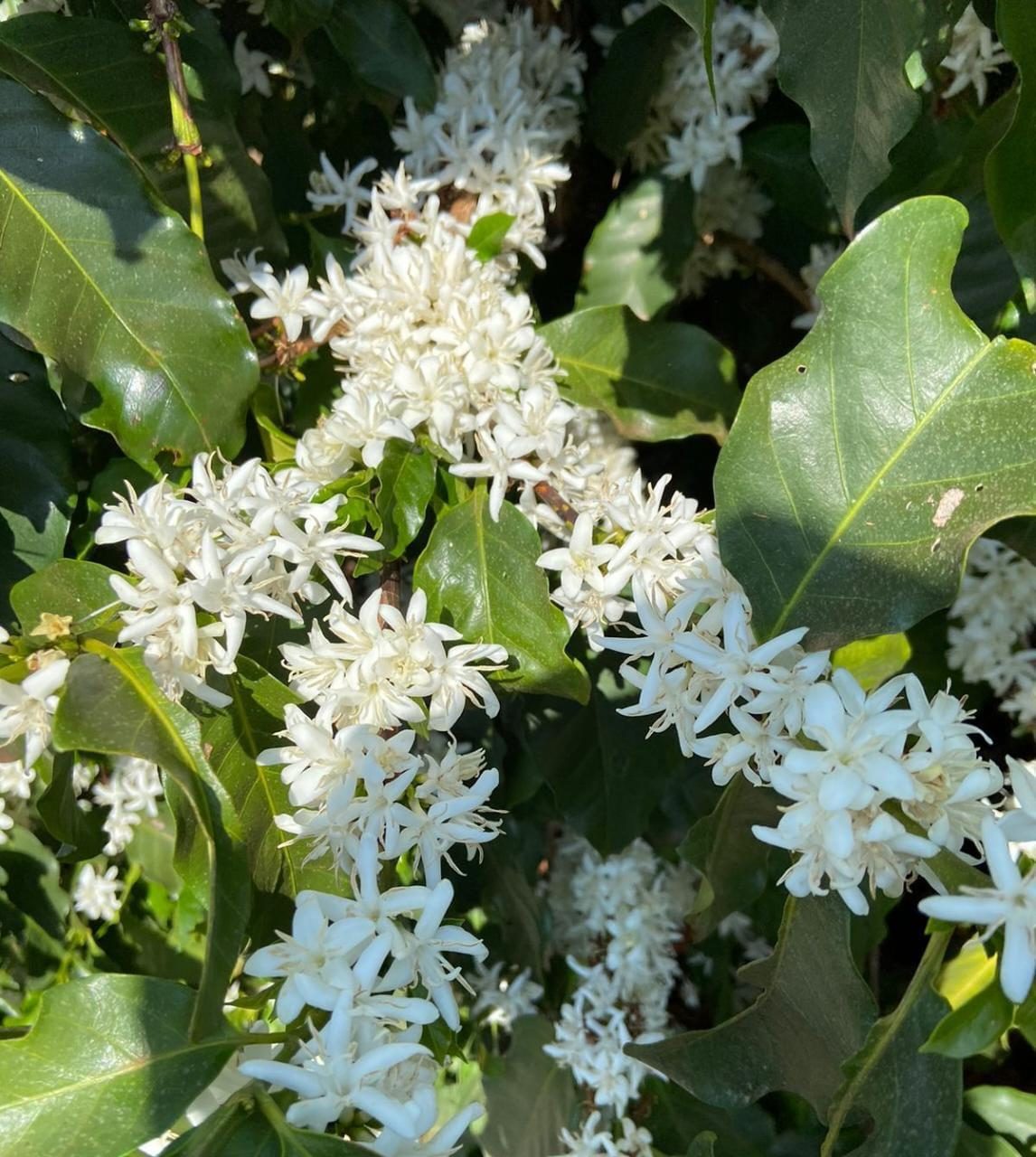 Flores no cafeeiro