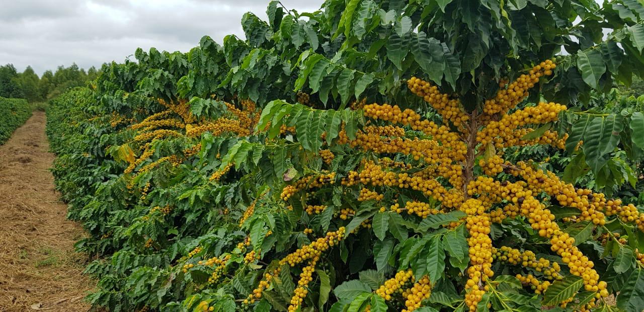 Cerejas amarelas do Catuaí